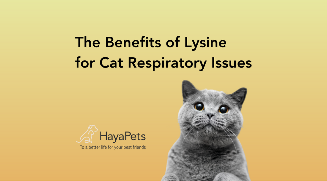 The Benefits of Lysine for Cat Respiratory Issues