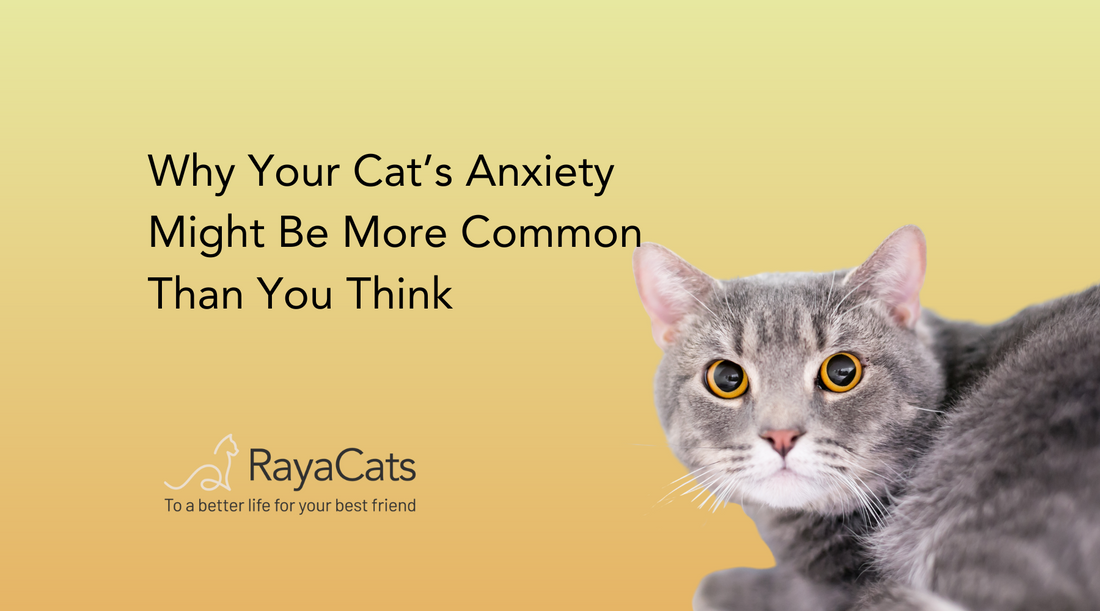 Calming Cat Supplement  Cat Anxiety Relief  Cat Stress Support  Natural Cat Supplements  Feline Wellness