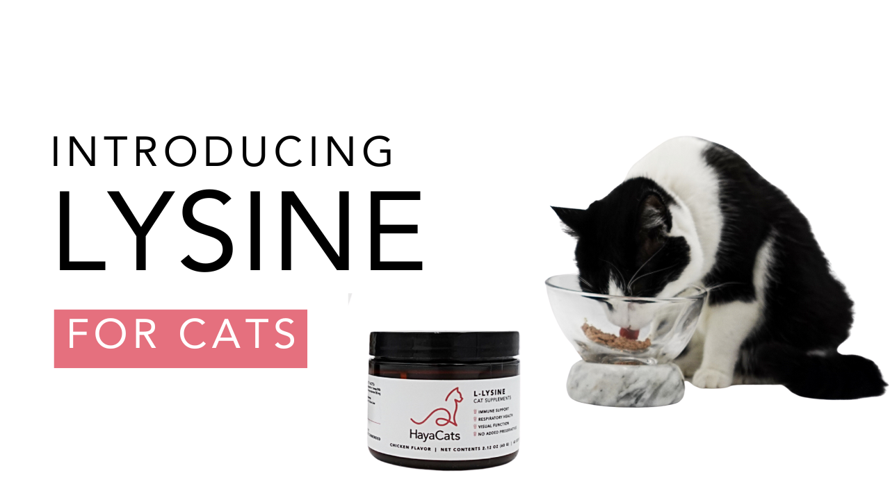 Load video: Video introducing HayaCats L-Lysine Powder through the story of Cookie and Lavi, two rescued kittens with feline herpes. Highlights product origin, palatability, and supplement benefits for picky cats with respiratory issues.