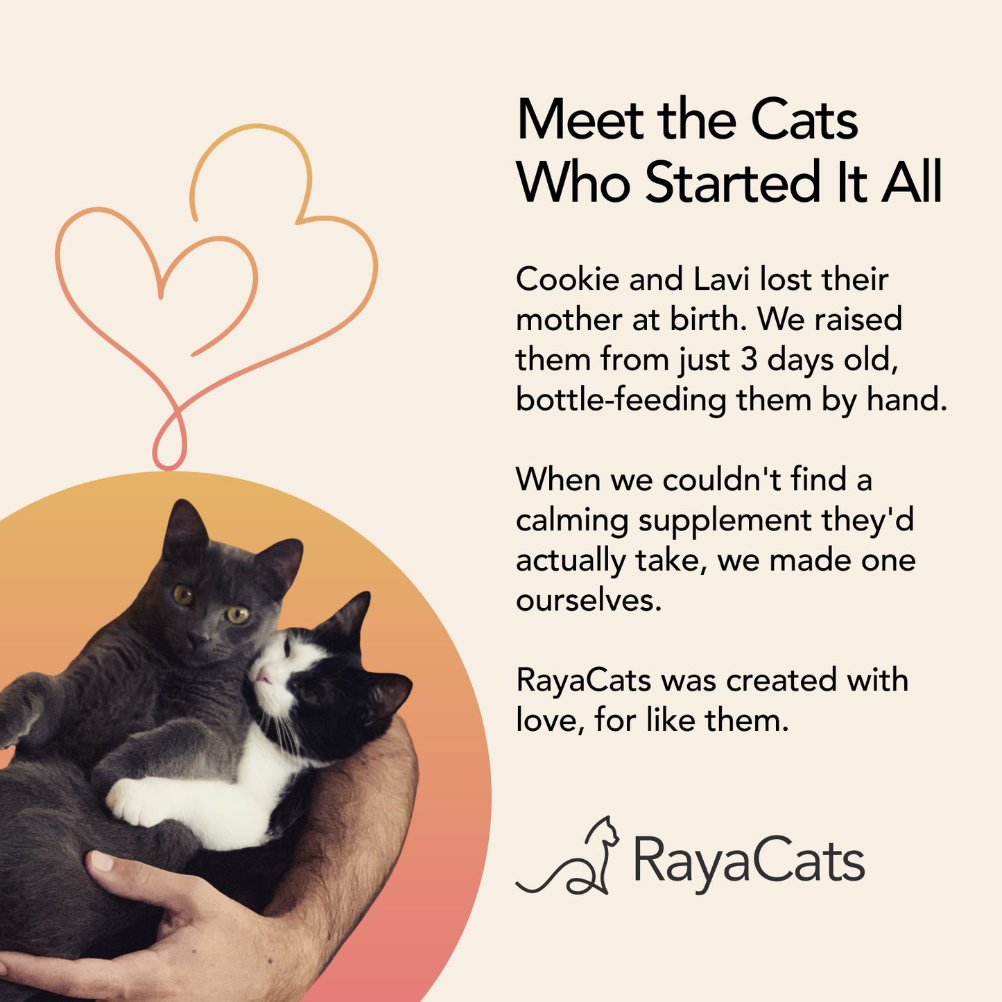 Two cats being held by a person with text about RayaCats on a beige background