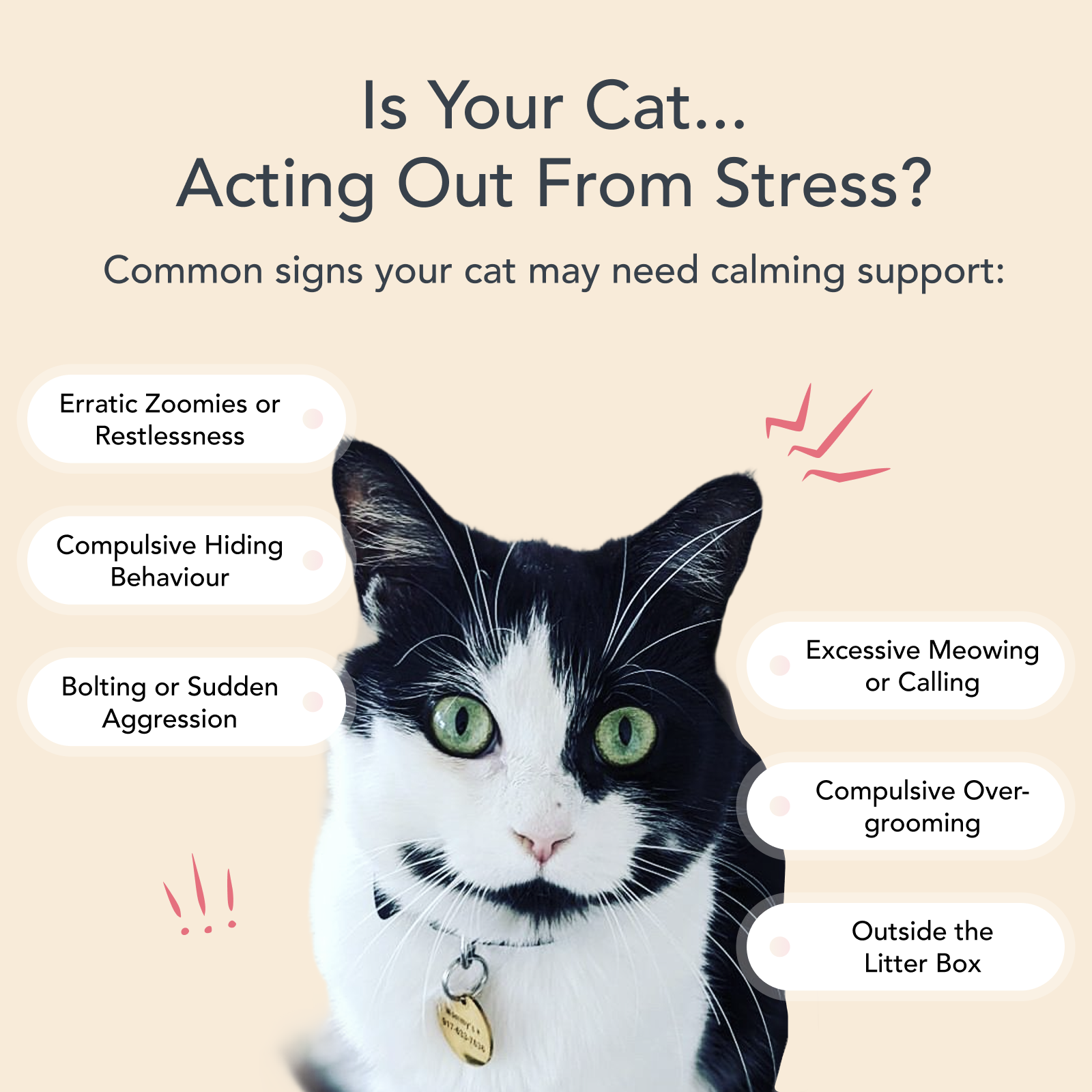 Cat with text on stress signs and calming support on a beige background