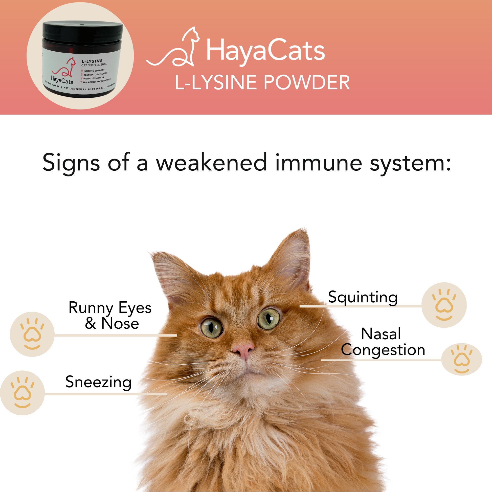 Cat with signs of weakened immune system including runny eyes, sneezing, nasal congestion, and squinting, shown in HayaCats L-Lysine Powder graphic.