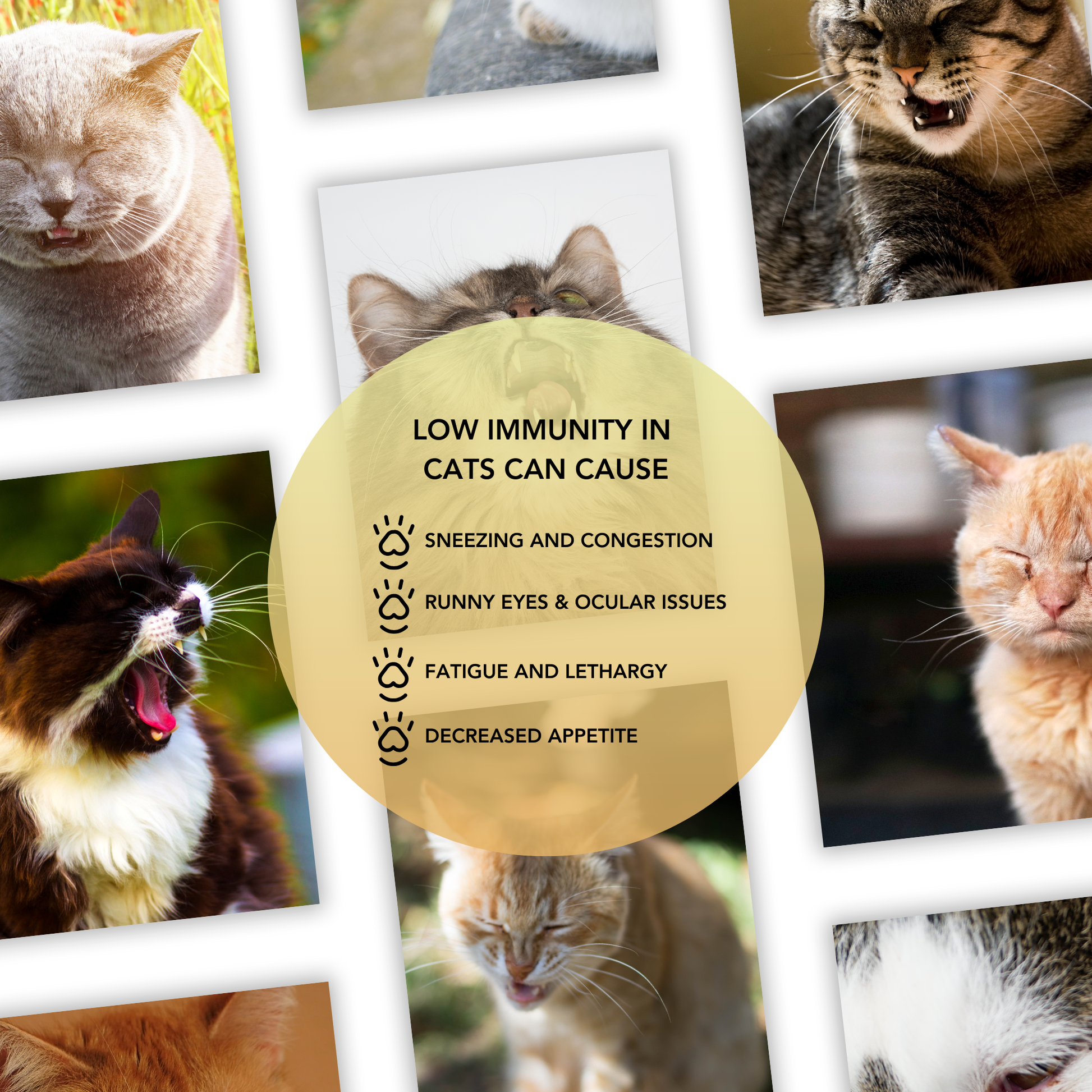 Collage of sneezing and tired cats with overlay text describing symptoms of low immunity in cats including sneezing, ocular issues, fatigue, and decreased appetite.